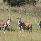 Rietvlei Nature Reserve 7-02-09 218