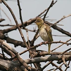 Rietvlei Nature Reserve 7-02-09 174