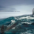 BALLENA22222