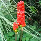 arum cylindraceum zetas