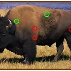 bison-bison
