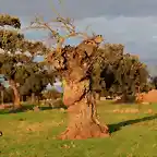 010, la sierra al atrdecer, marca