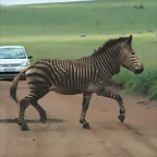 Rhino & Lion Nature Reserve 358