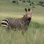 Rhino & Lion Nature Reserve 395
