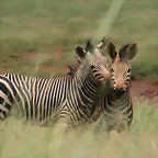Rhino & Lion Nature Reserve 382
