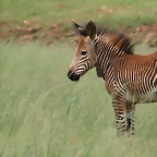 Rhino & Lion Nature Reserve 429