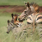 Rhino & Lion Nature Reserve 425