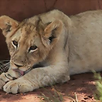 Rhino & Lion Nature Reserve 592