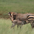 Rhino & Lion Nature Reserve 444