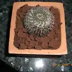 Mammillaria....