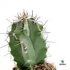 Cactus - Stenocereus pruinosus 01