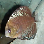 Symphysodon discus