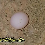 FB_IMG_1535389620739