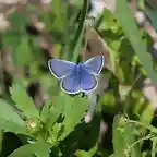 28, mariposa azul, marca