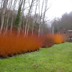 DSCN1006