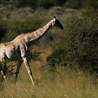 Pilanesberg National Park 30-3-09 265