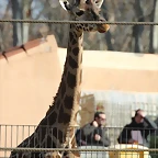 Escola en Catal i Zoo de Barcelona 12-02-12 157