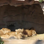 Escola en Catal i Zoo de Barcelona 12-02-12 404