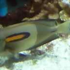 Acanthurus olivaceus