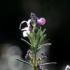 la belleza de lo peque?o