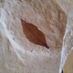 F Hoja Oligoceno Bois