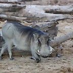 Zoo Barcelona 29-11-11 079