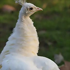 Zoo Barcelona 29-11-11 020