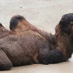 Zoo de Barcelona 15-11-11 124