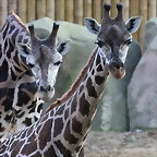 Zoo Barcelona 29-11-11 048