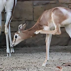 Zoo Barcelona 29-11-11 004