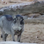 Zoo Barcelona 29-11-11 085