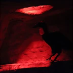 Zoo de Barcelona 15-11-11 379