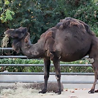 Zoo Barcelona 29-11-11 192