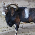 Zoo Barcelona 29-11-11 164