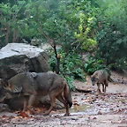 Zoo de Barcelona 15-11-11 007