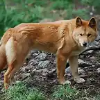 ArchivoCanis lupus dingo - cleland wildlife park