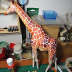 jirafa 11