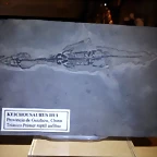 F Keichousaurus Hui Guizhow China1