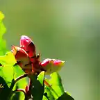 13, flores a punto de abrir, marca