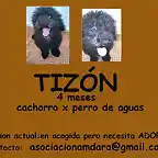 TIZON Sevilla copia