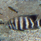 Tilapia buttikoferi (8-6-12 Acuario Fluvial de Zaragoza)