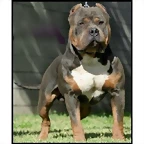 016180_CV3_Remylines-Hammer-Blue-Tri-APBT-Stud