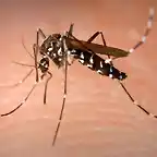 Mosquito