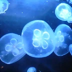 Aurelia aurita 1