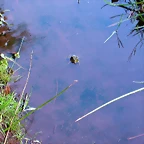 DSCN5286
