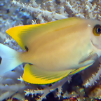 Ctenochaetus tominiensis