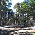 bosque de araucarias