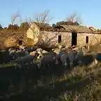 003,  cortijillo con ovejas