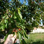 DSCN2337