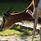 Zoo de Barcelona 17-03-11 525